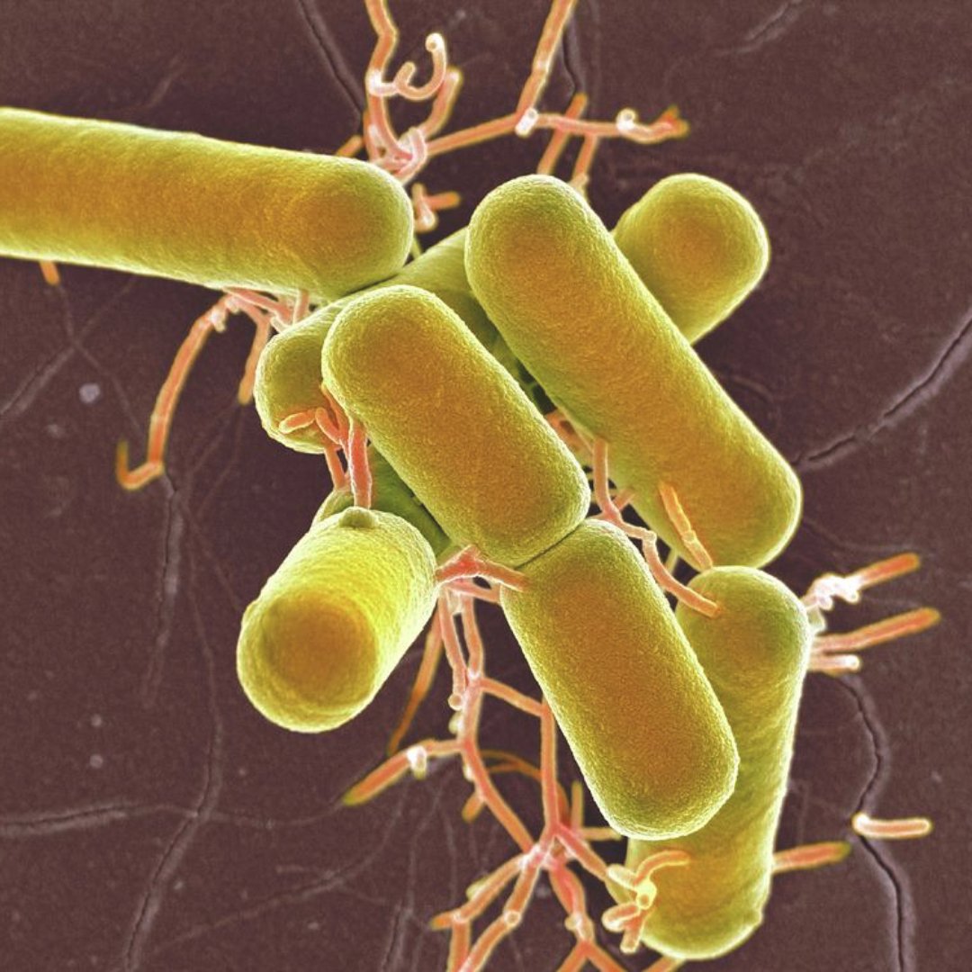 Unveiling the Wonders of Lactobacillus in Gardening: A Comprehensive Guide - Green Genius