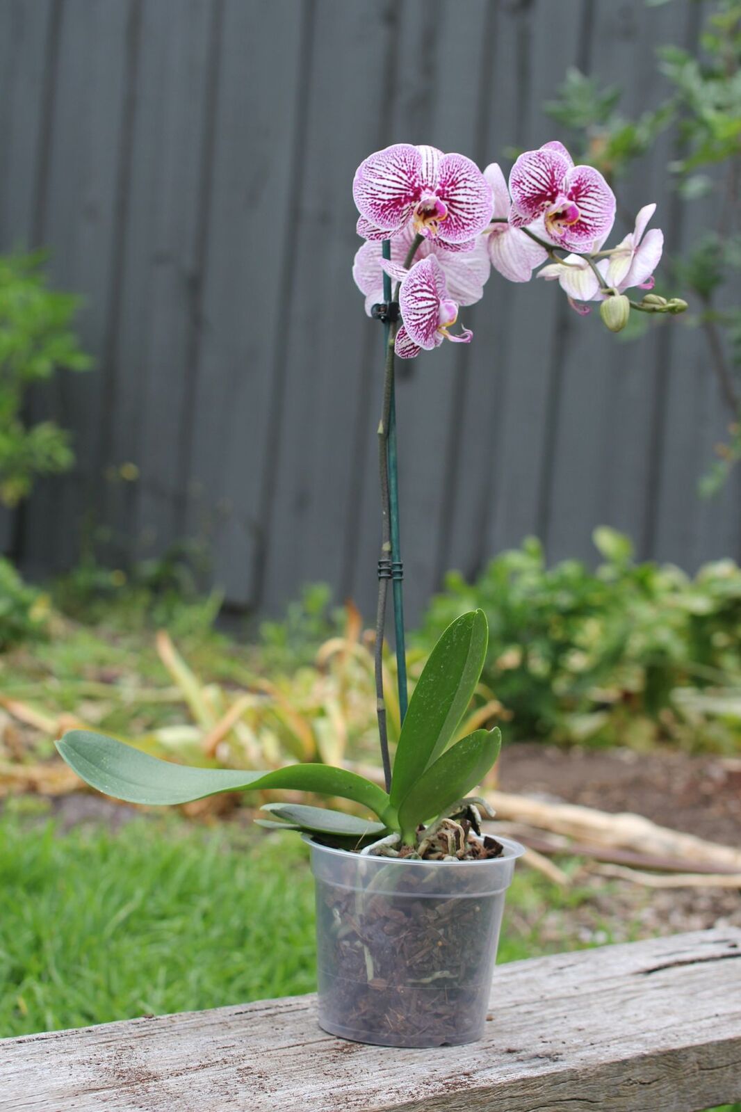 150mm Clear MCO Orchid/Phalaenopsis Pot