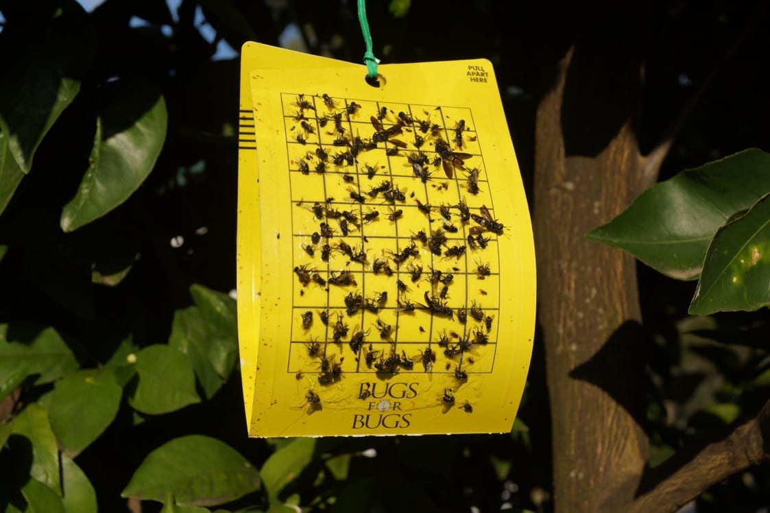 BugsforBugs Yellow Sticky Traps - Green Genius